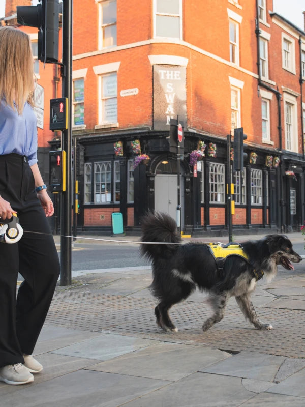 Safeguarding Paws: A Guide on How to Train Your Dog to Cross the Road Safely