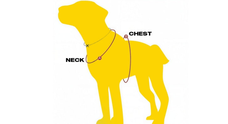 Pet Image