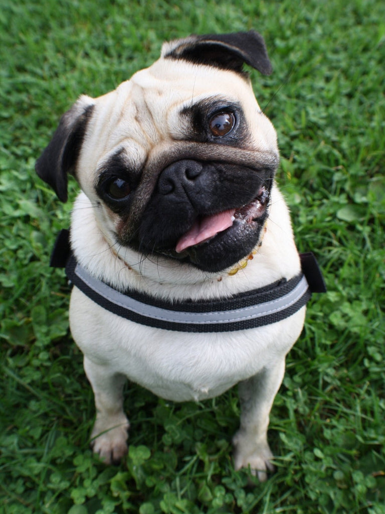 Flat-Faced Breeds in Cities: Why Short Leashes Are a Health Hazard