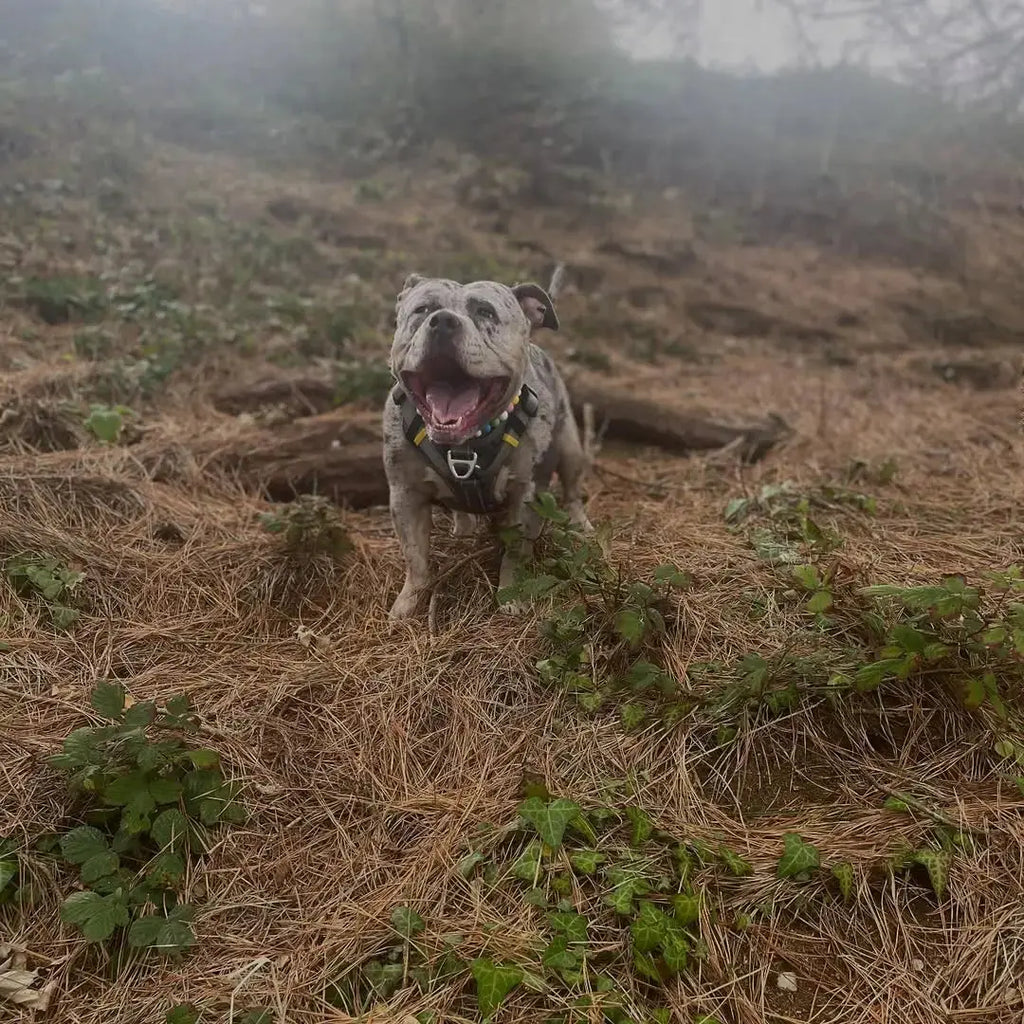 Weather-Proof Walks: How Temperature and Humidity Affect Dogs