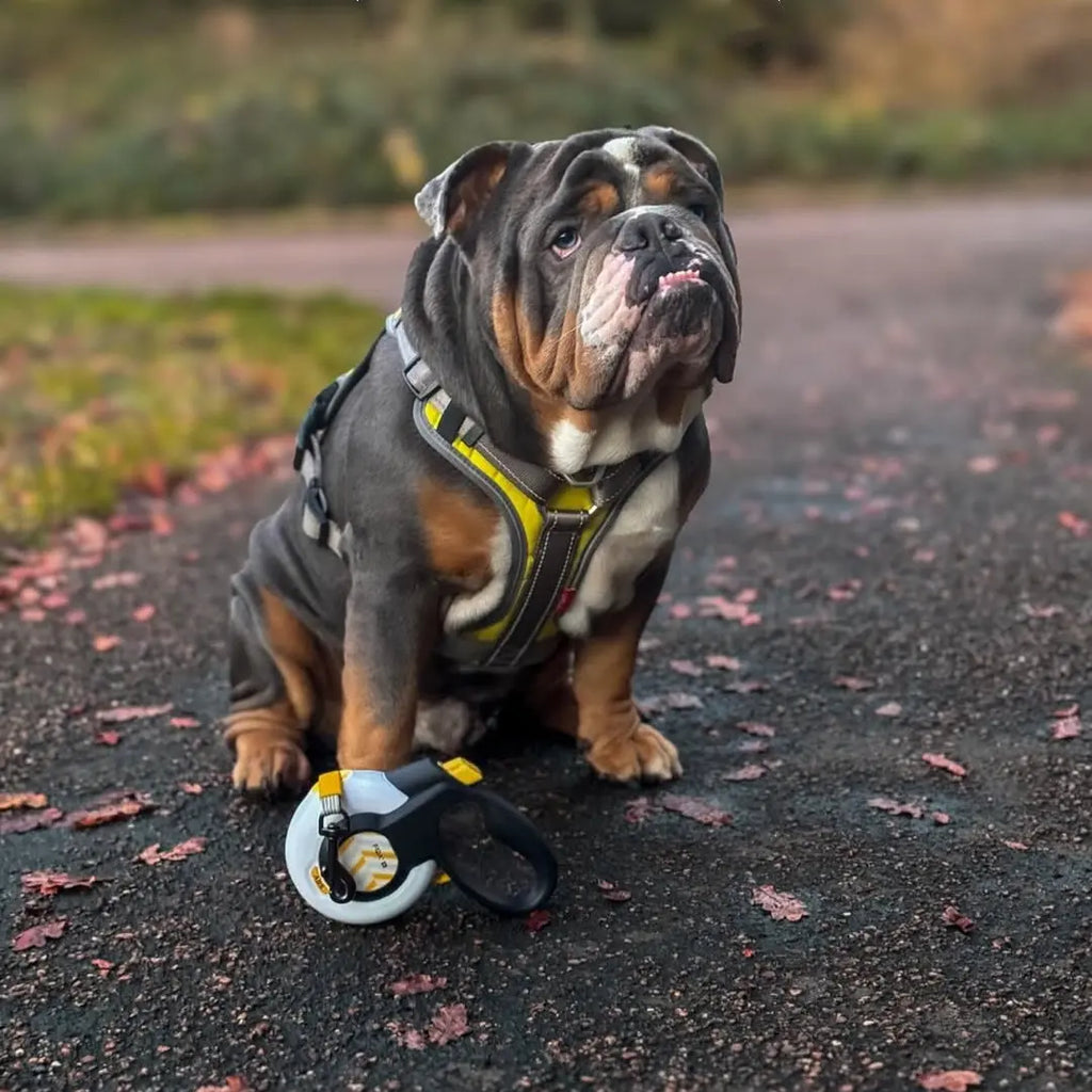 Choosing the Right Retractable Dog Leash: What Every Dog Owner Needs to Know