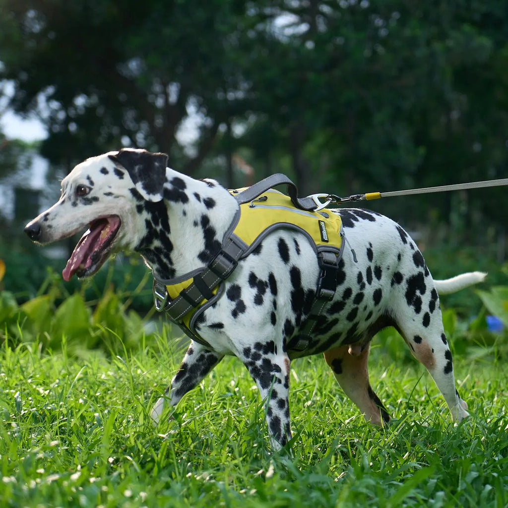 Why Do Dogs Pull? Decoding Canine Instincts and Breed Differences
