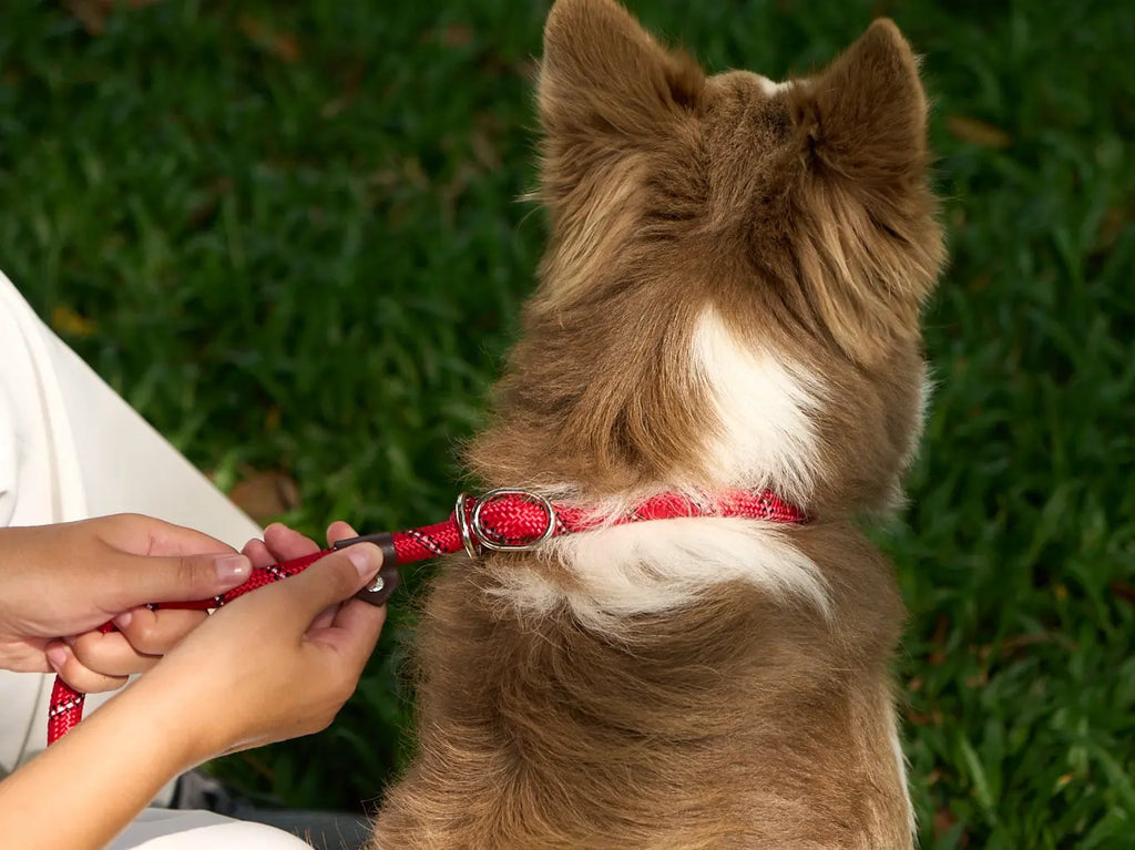 Slip Leads in Modern Dog Training: Myths vs. Facts