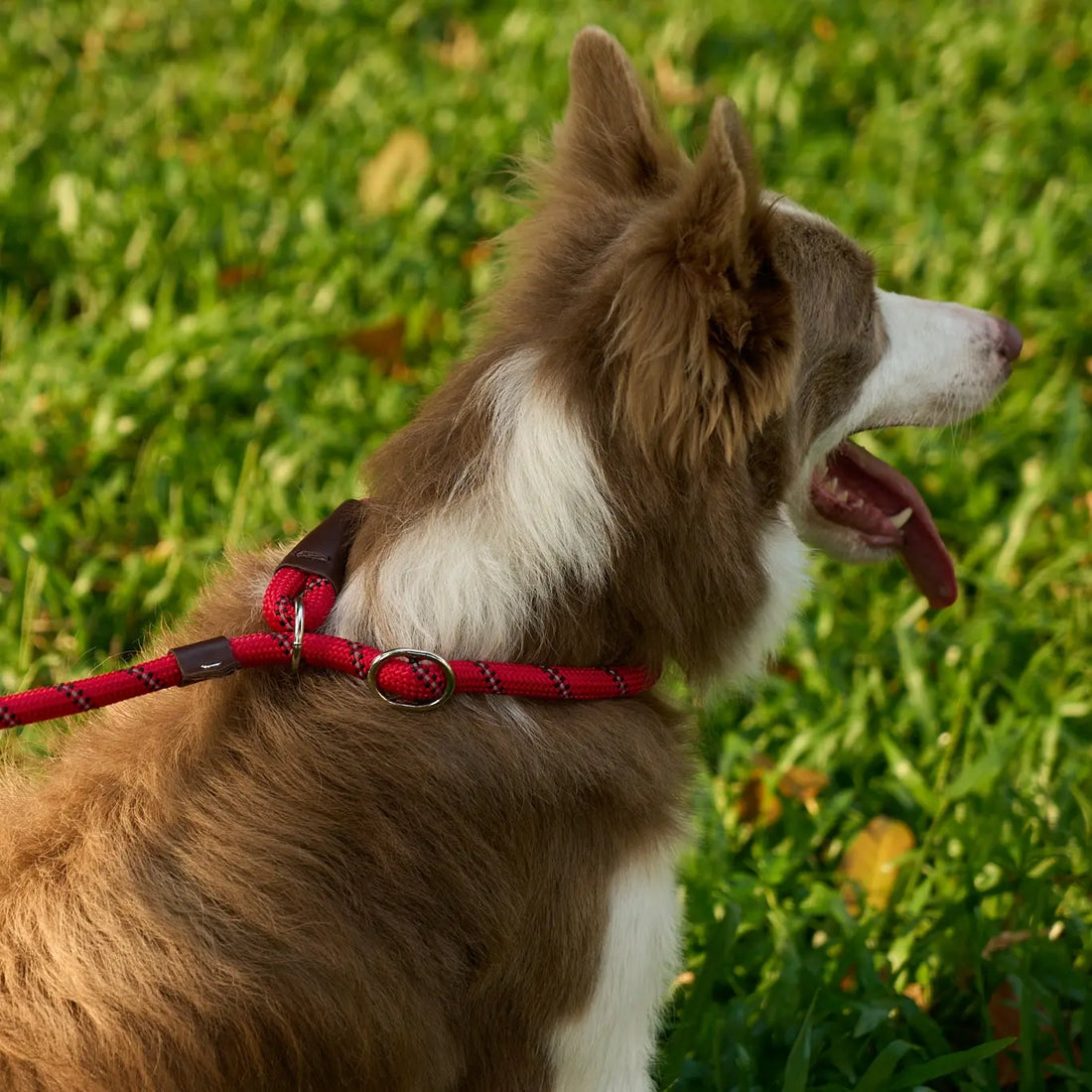 Gentle Leash Training: Science-Backed Methods to Stop Pulling Without Force