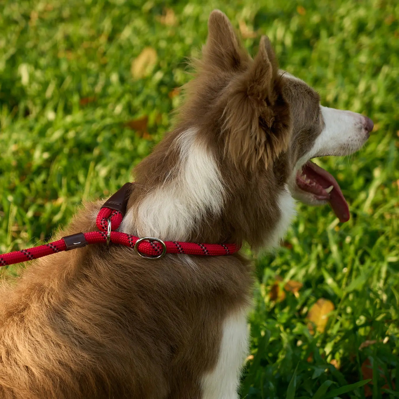 Gentle Leash Training: Science-Backed Methods to Stop Pulling Without Force