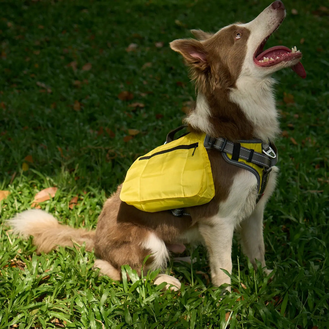 No-Pull Gear Decoded: Harnesses, Collars & Slip Leads Compared