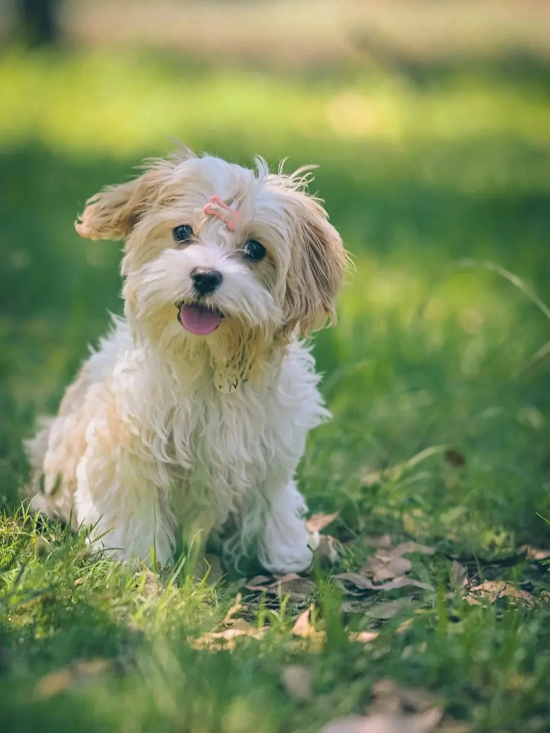 The Science of Sniffing: Why Loose-Leash Walks Boost Dog Health