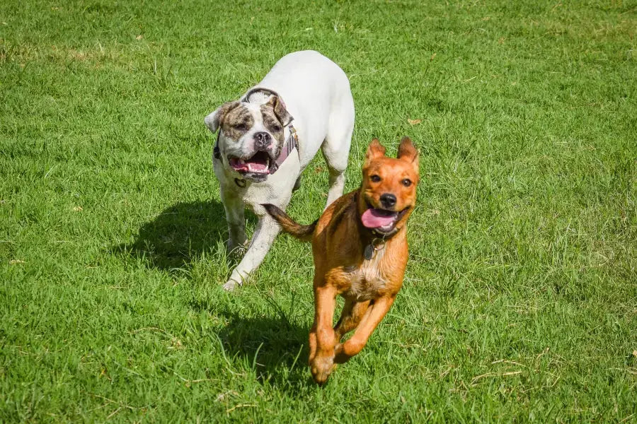 How to Train Your Dog to Stop Chasing Behavior FIDA Pet