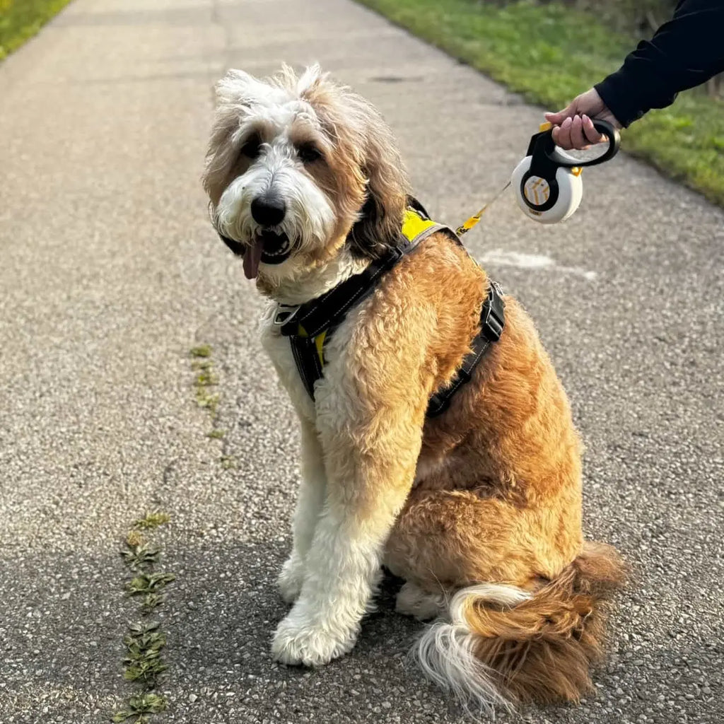 The Future of Pet Gear: How Technology Is Changing Dog Walking