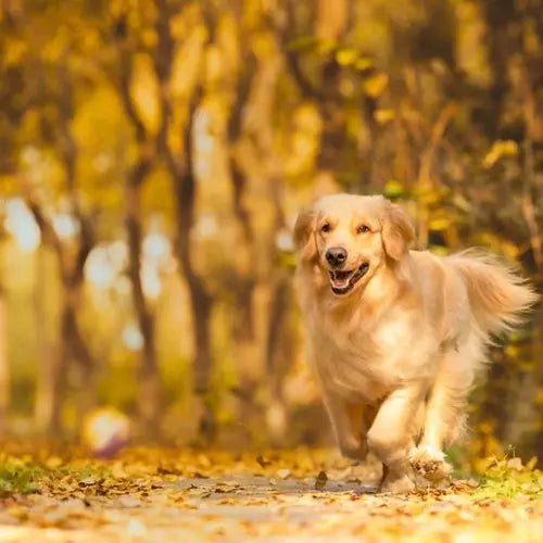 Understanding the Exercise Needs of Your Golden Retriever