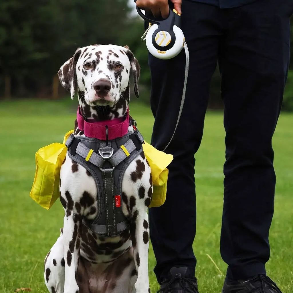 Hiring a Professional Walker: What to Ask and How to Vet Services