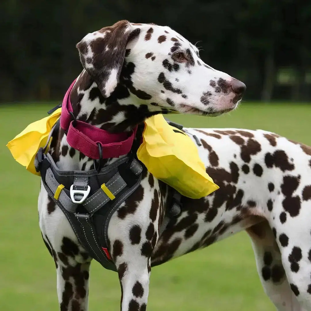 Understanding Your Dog’s Body Language During Walks