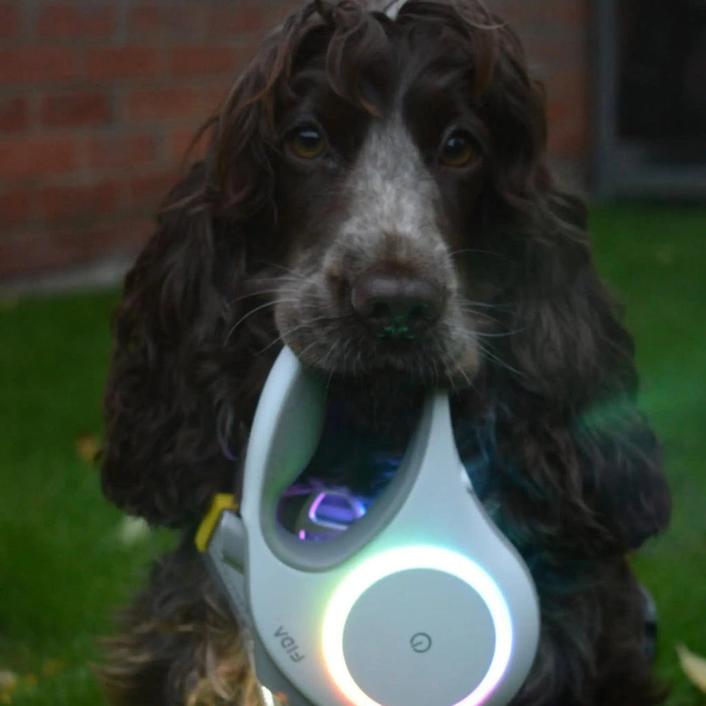 The Ultimate Christmas Gift List for Dog Walkers Who Have Everything