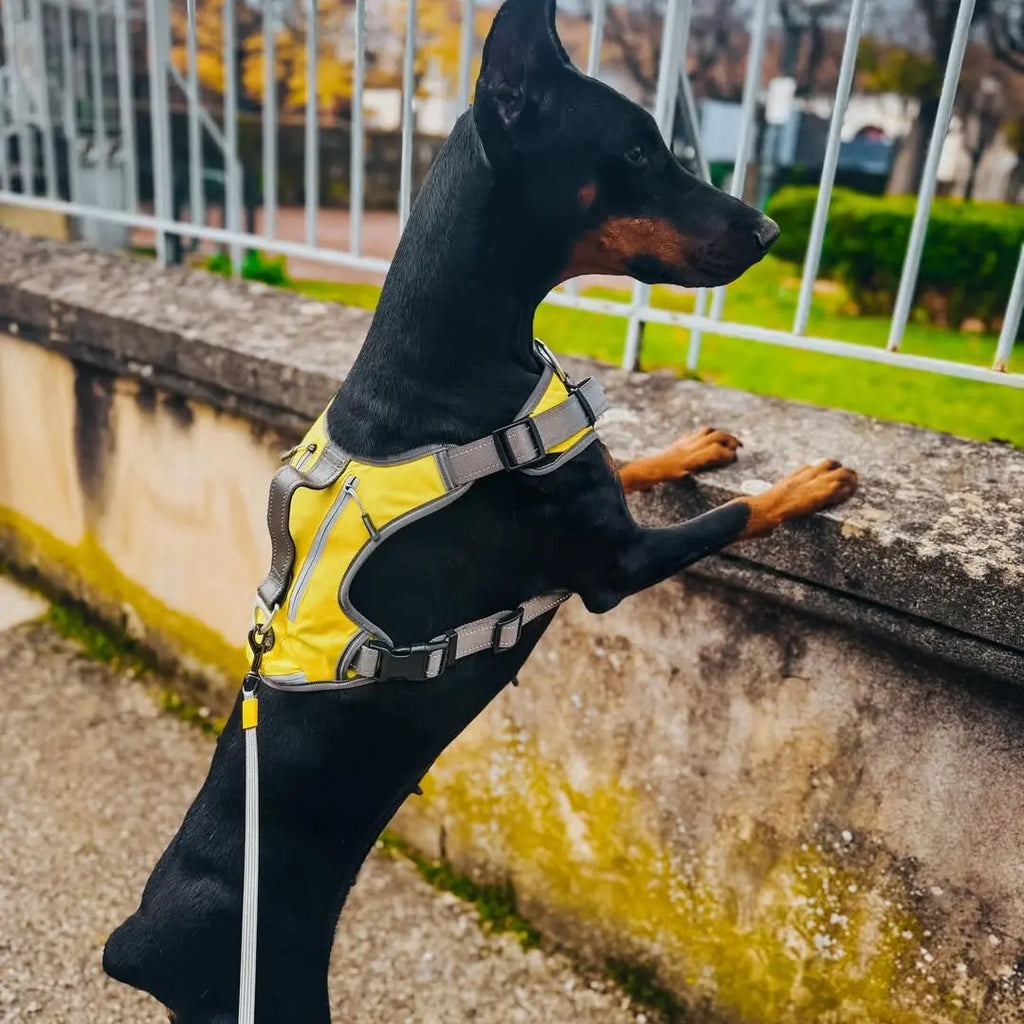 10 Essential Dog Walking Tips for Beginners: Getting Started with Your New Pup