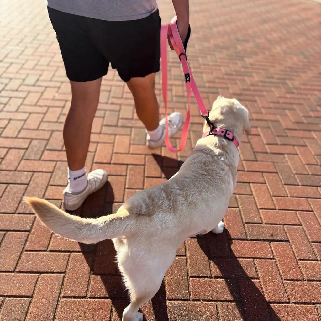 City Walking Etiquette: Sharing Sidewalks with Dogs, Bikes, and Scooters