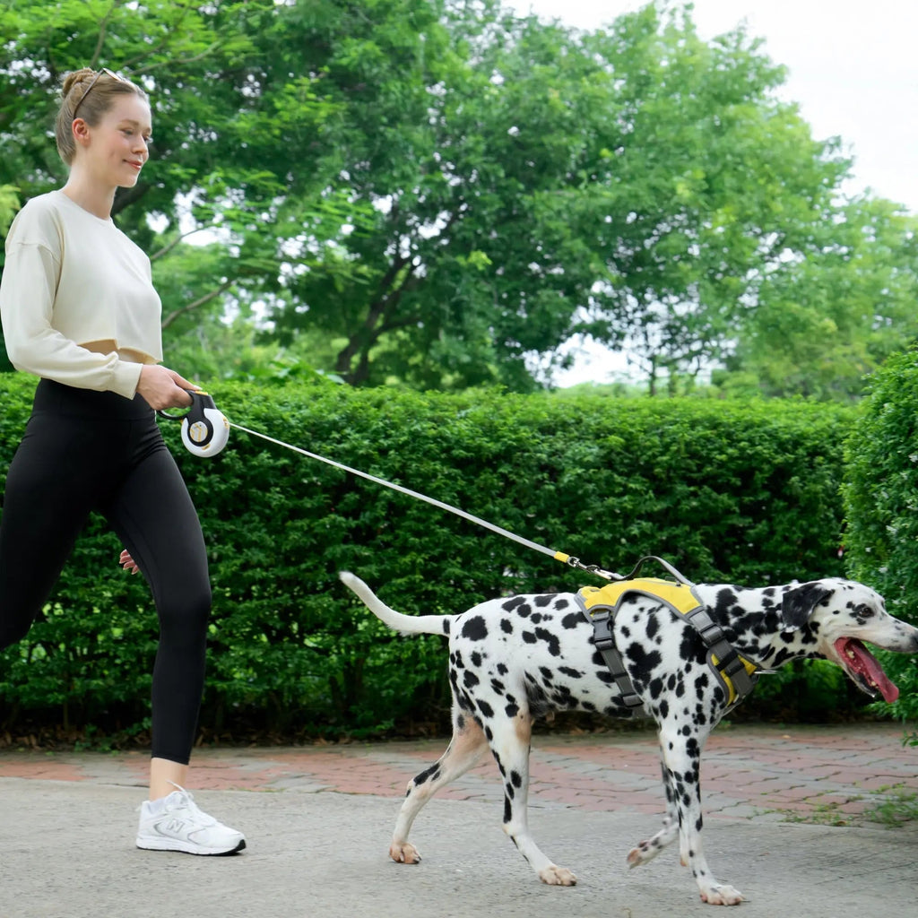 How to Train Your Dog to Walk with a Retractable Leash