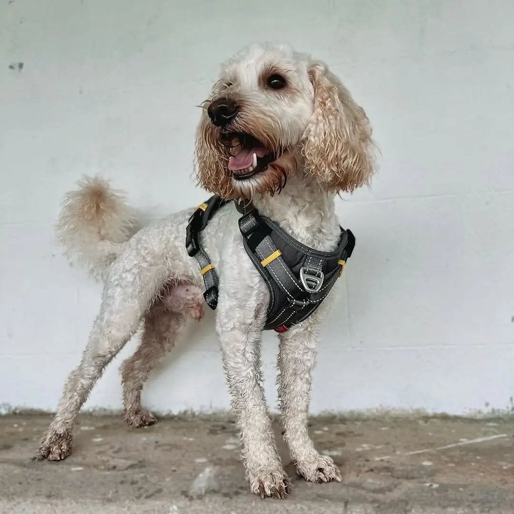 Why harness fit matters
