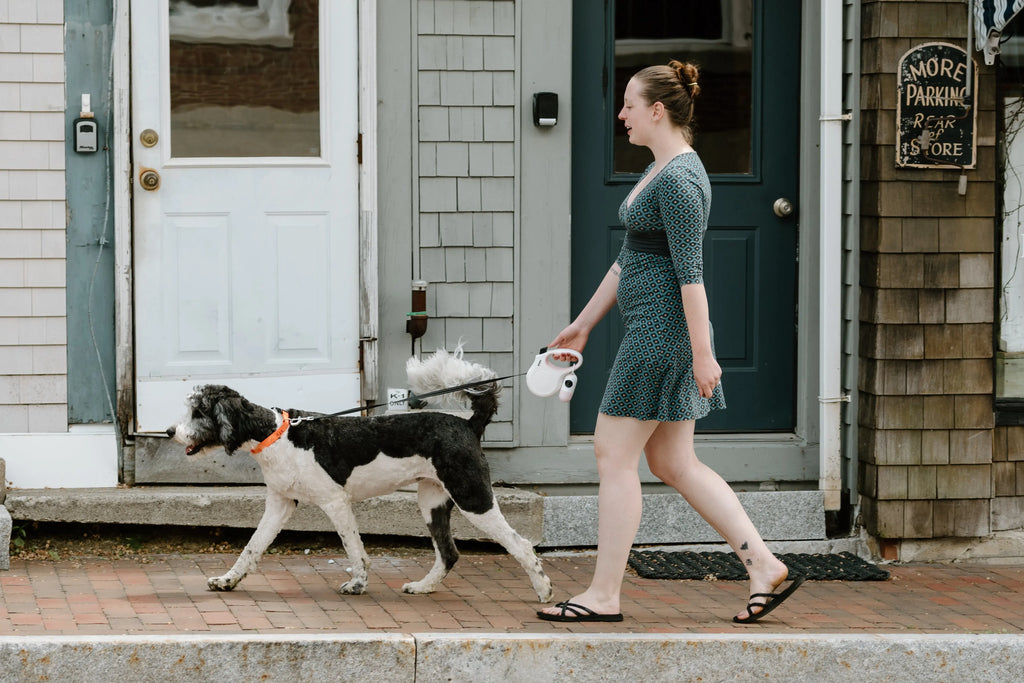 Is it Better to Walk Your Dog With or Without a Leash? FIDA Pet