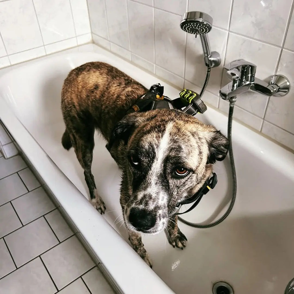 When to Seek Professional Help: Signs Your Dog Needs a Trainer or Vet