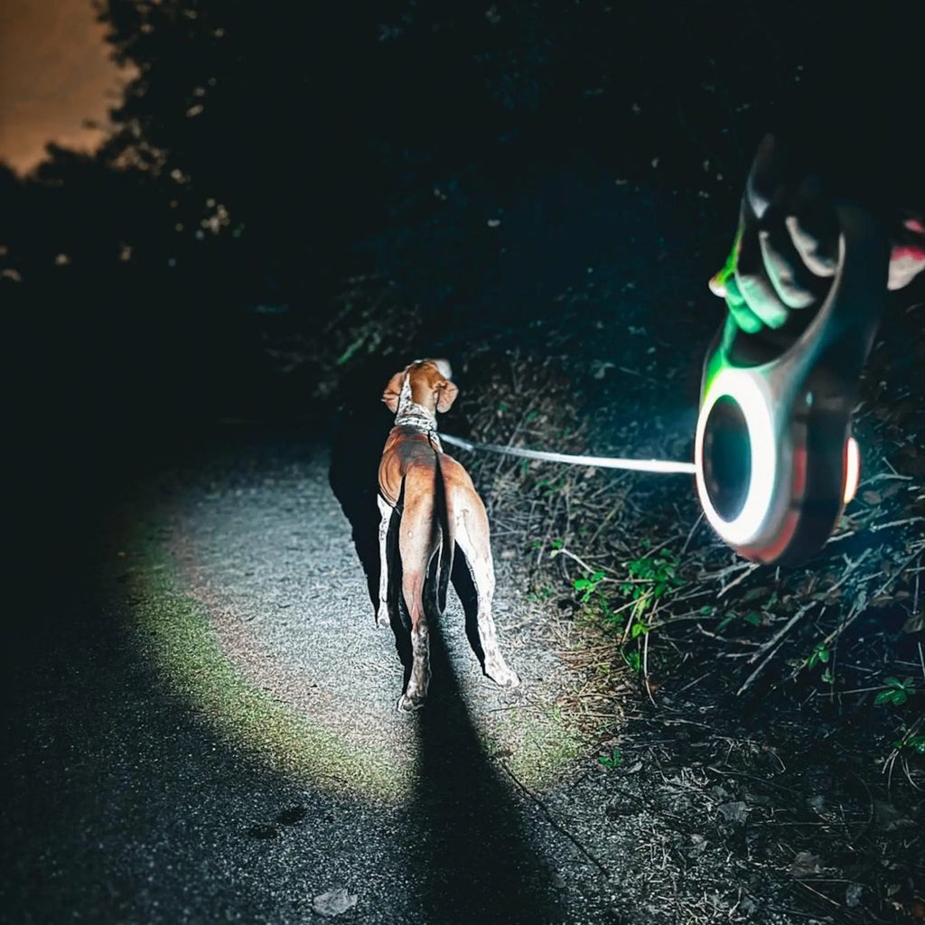 From Puppy to Pro: How to Transition Your Dog’s Walking Gear as They Grow