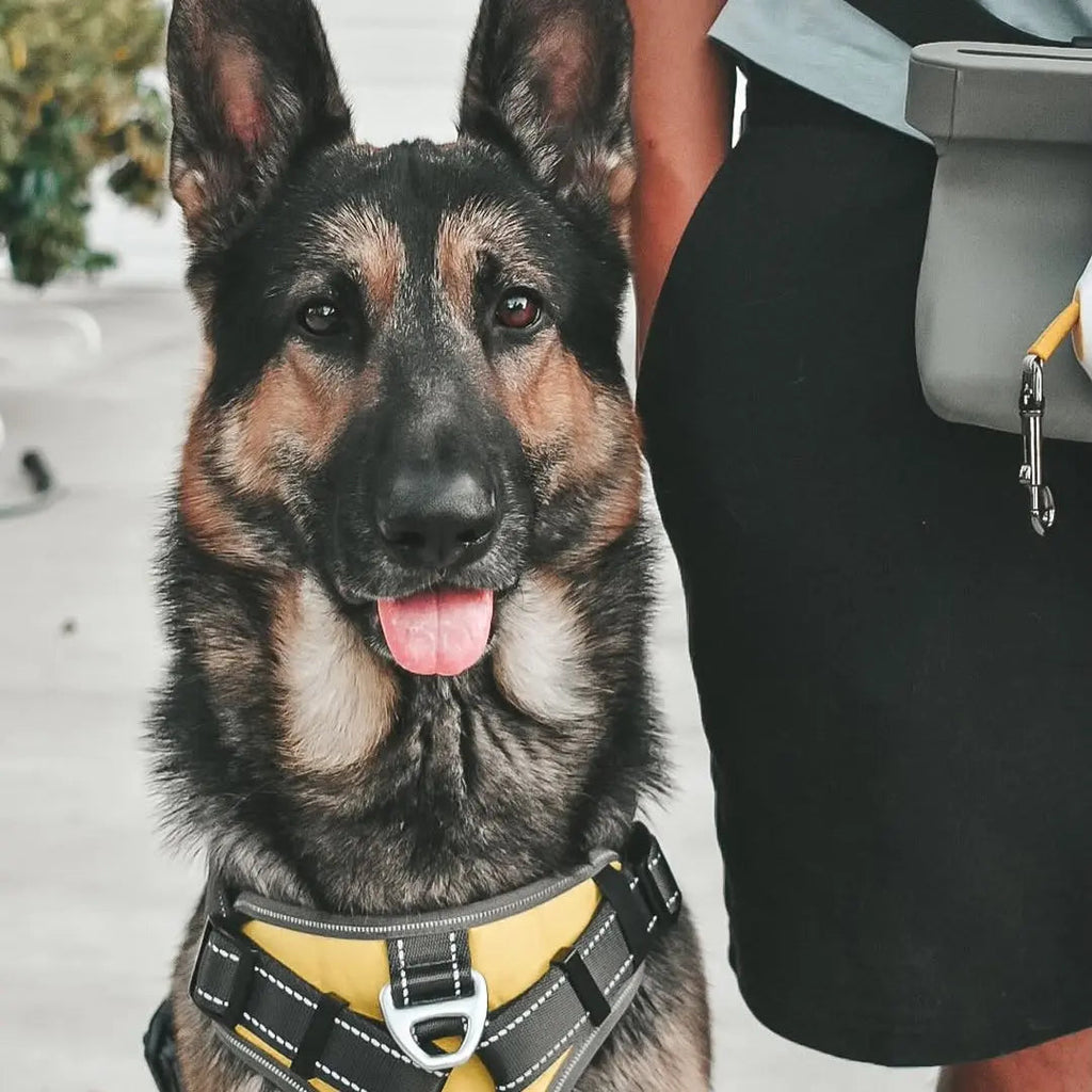 Vet-Recommended Walking Gear for Senior Dogs