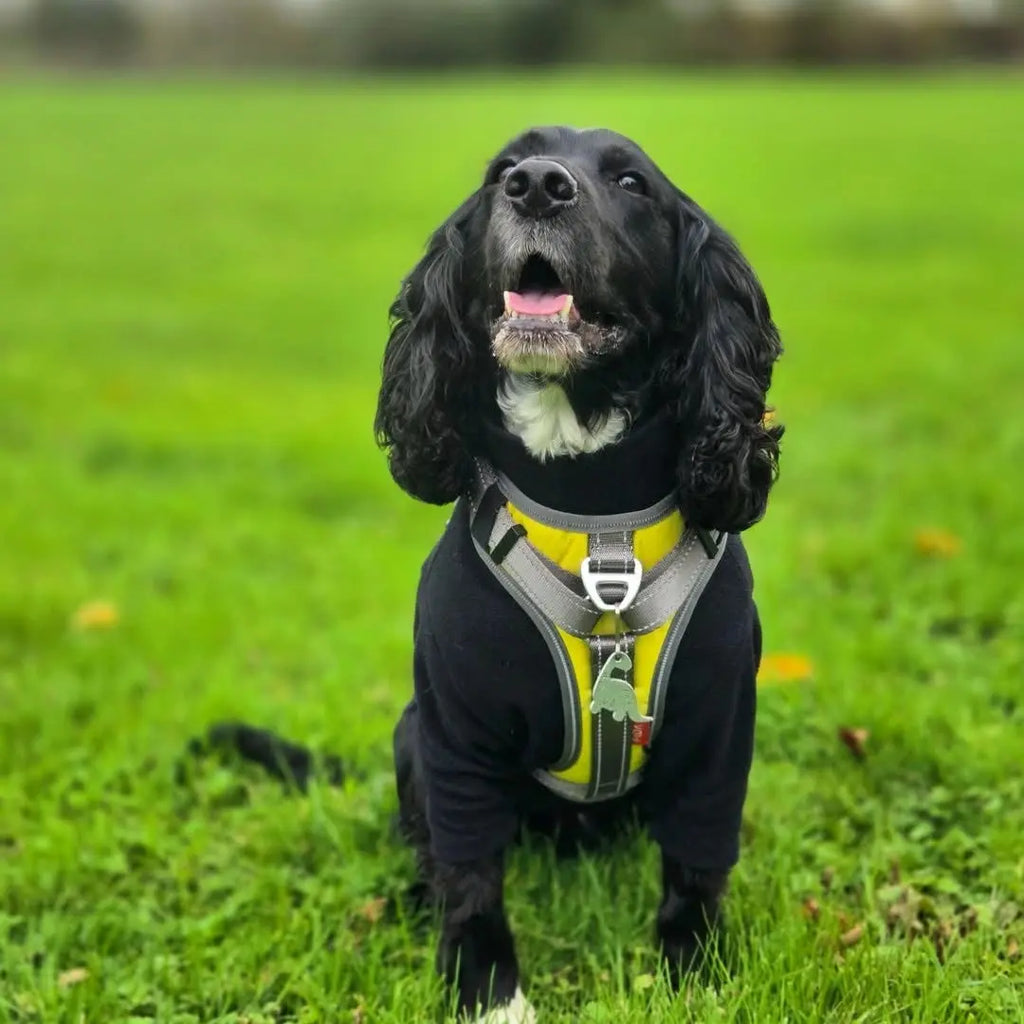 Black Friday Gift Guide: The Best Deals for Dog Lovers Who Walk Daily