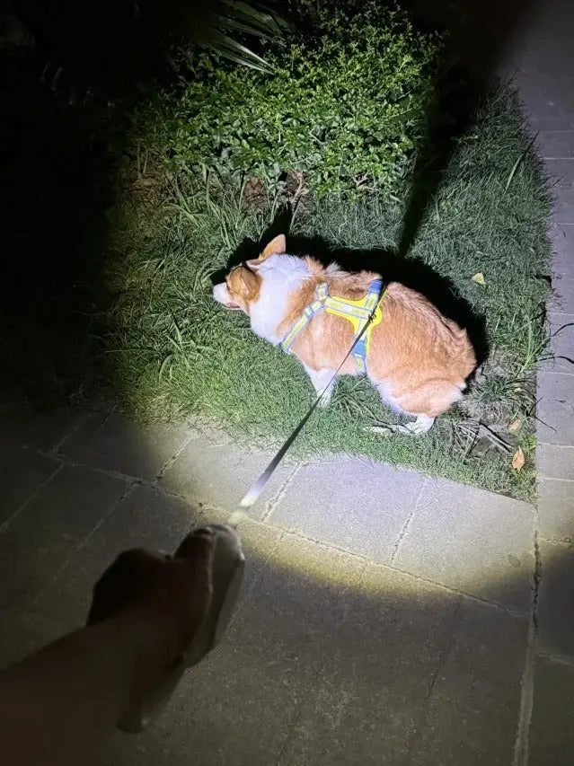 Camping with Dogs: Nighttime Safety & Glow-in-the-Dark Gear