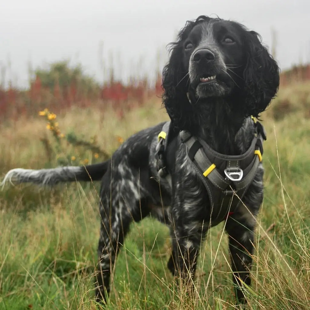 Eco-Friendly Dog Ownership: Sustainable Choices for Everyday Walks