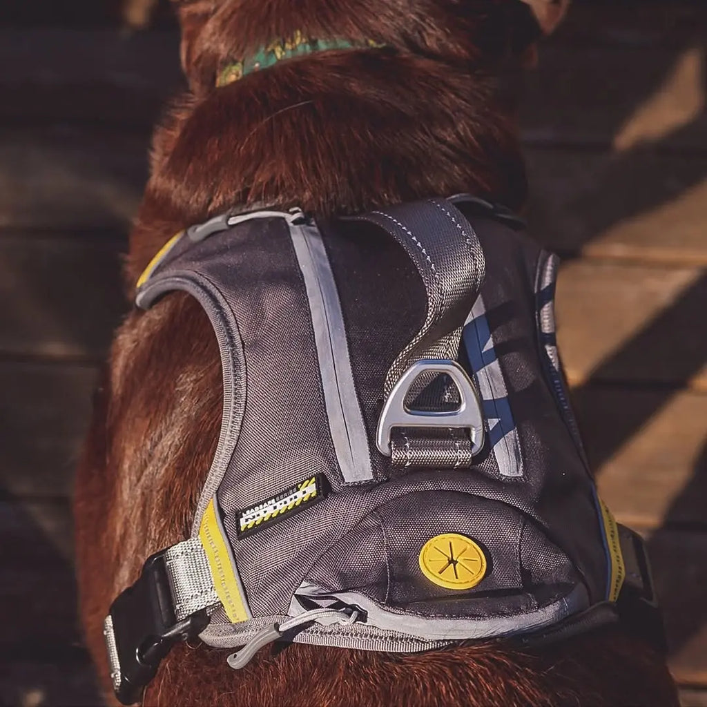 The Hidden Dangers of Over-Exercising Dogs — and How to Know When to Stop