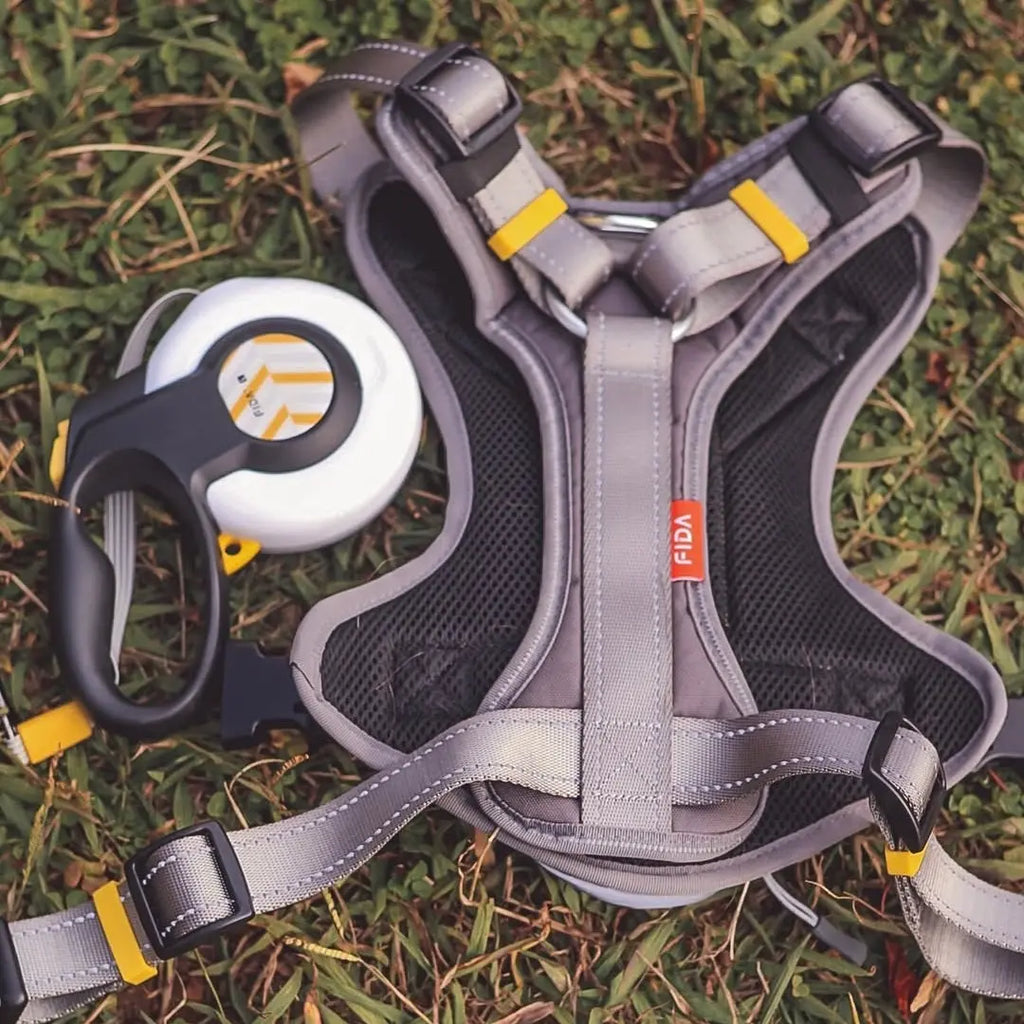 Walking for Wellness: How Daily Dog Walks Improve Your Mental Health Too