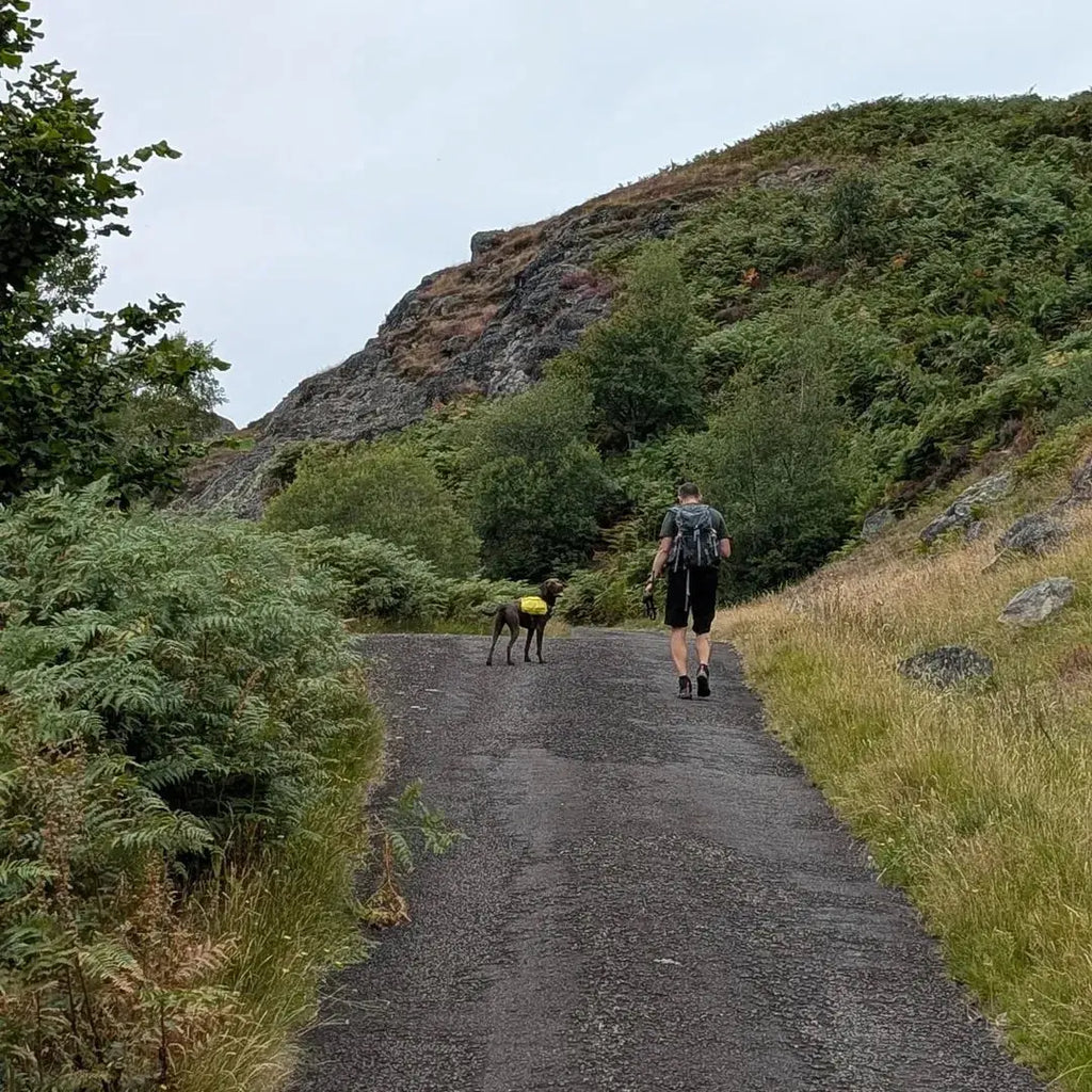 Micro-Habits That Improve Walks: 7 Small Changes, Big Results