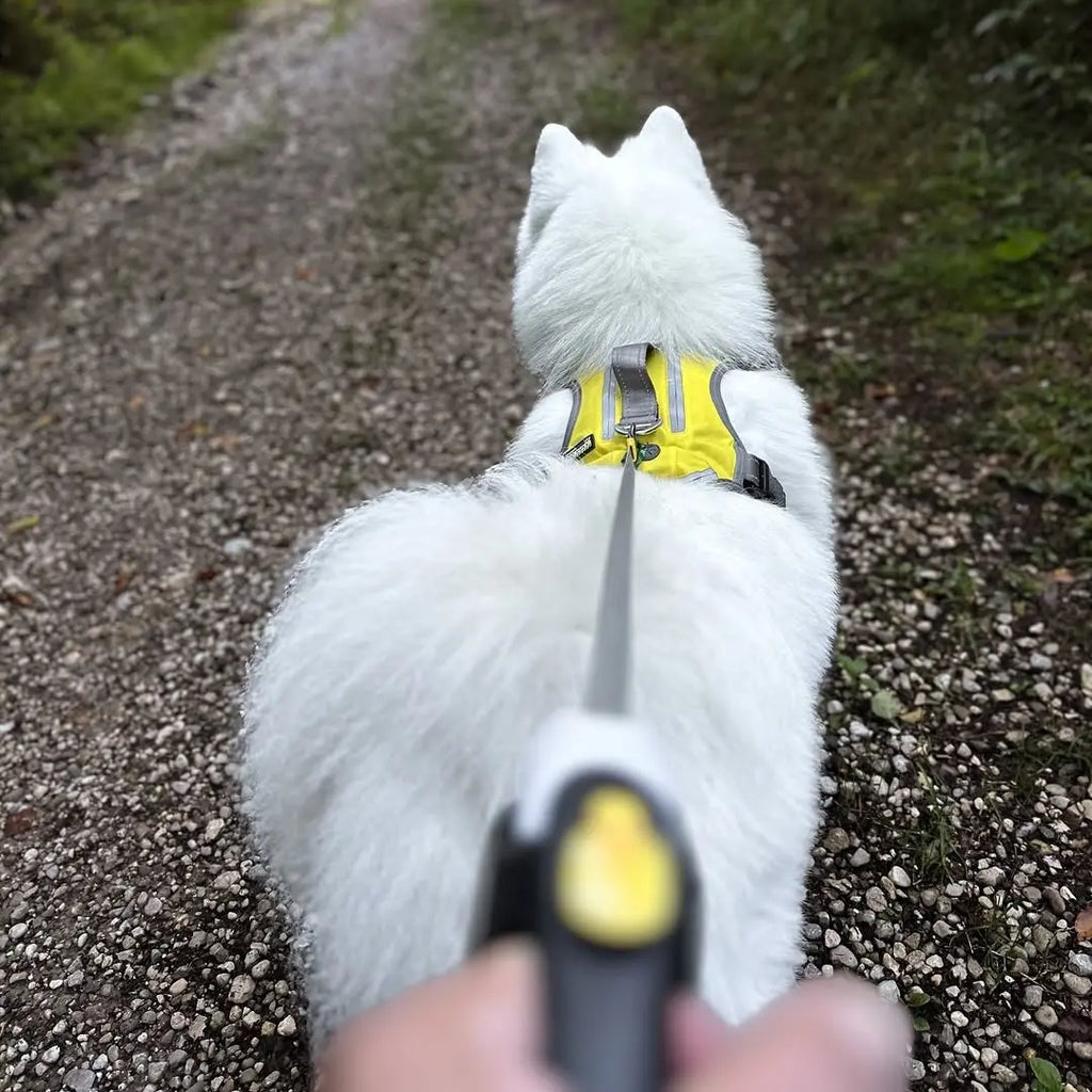 Environmental Hazards on the Walk: Plants, Pests, and Seasonal Risks