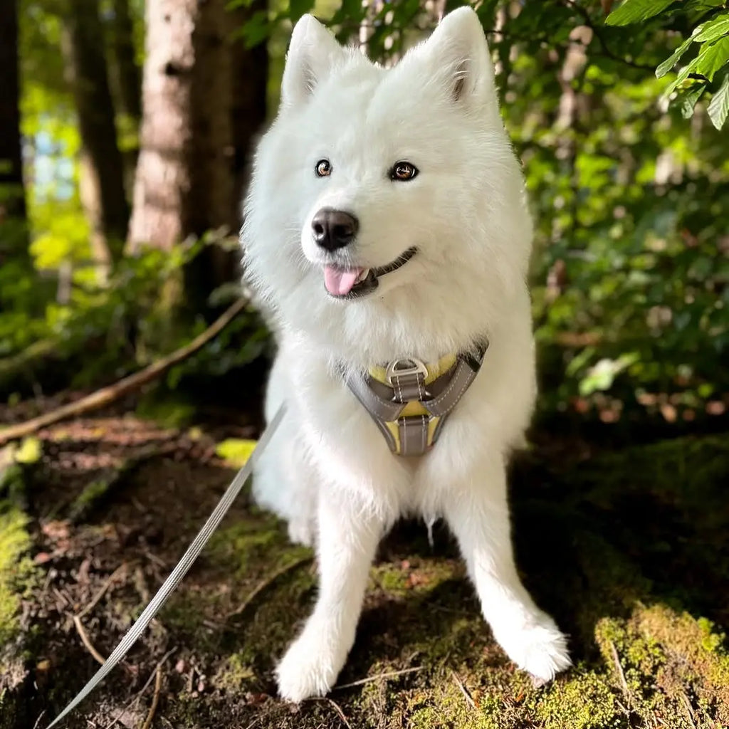 Measuring Force: How Much Pull Is Too Much? A Beginner’s Guide to Leash Pressure