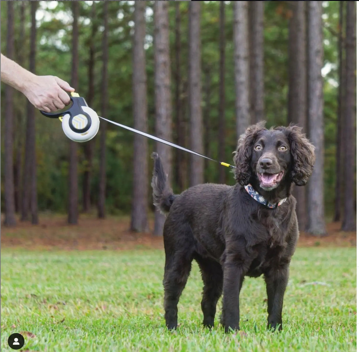 Safe Dog Walking Tips - FIDA Pet