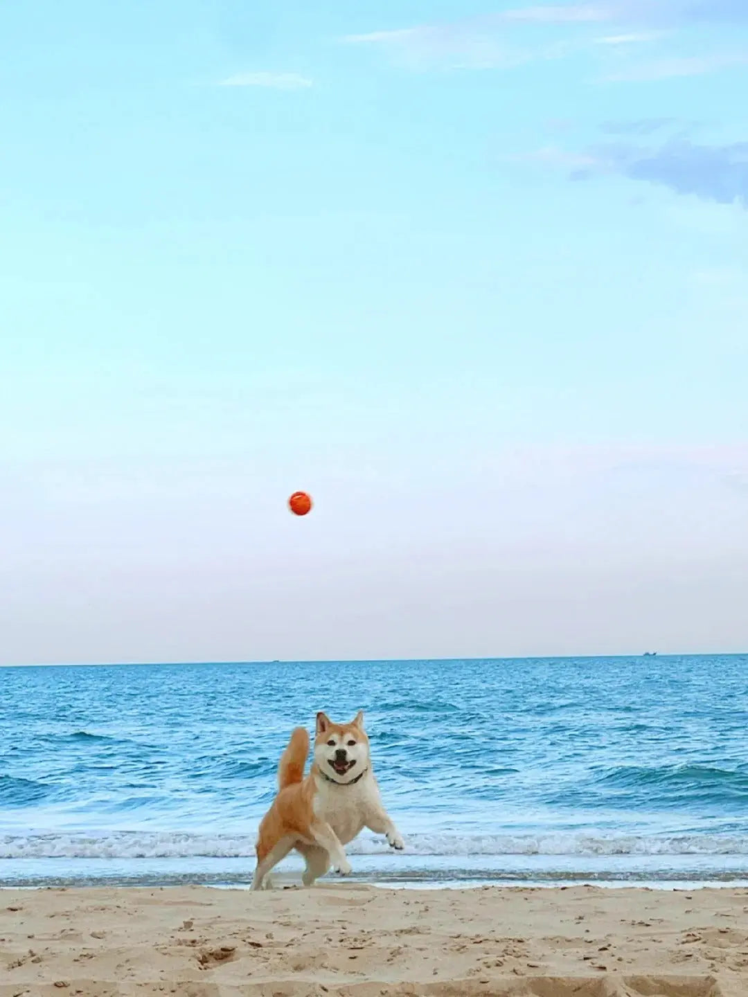 Beach Day Essentials: Saltwater-Proof Gear for Active Dogs