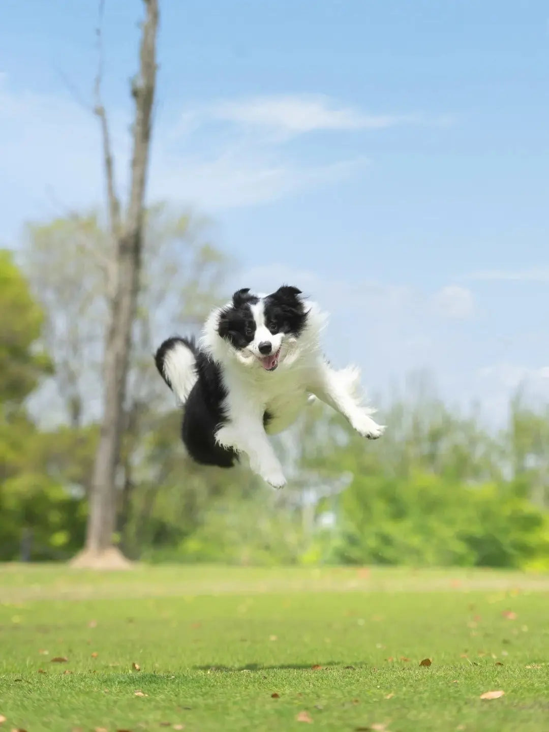 Summer Heat & Paws: How to Protect Your Dog’s Feet on Hot Pavement