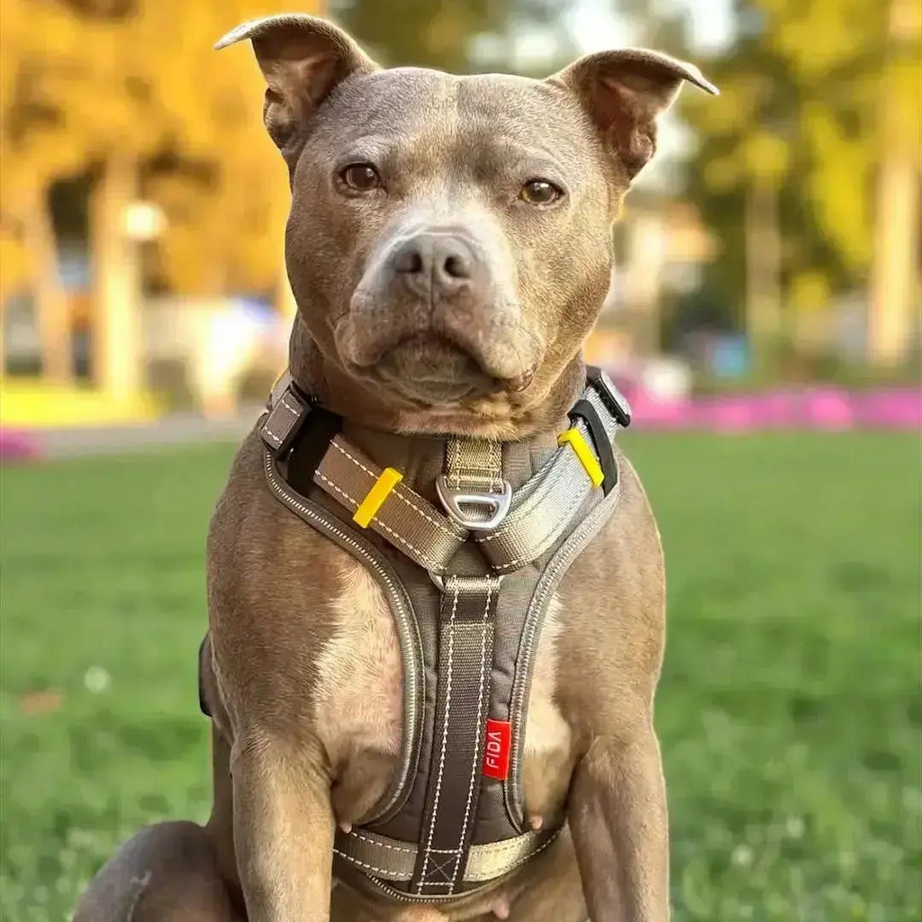 Service & Assistance Dogs: Leash, Harness, and Public Access Basics