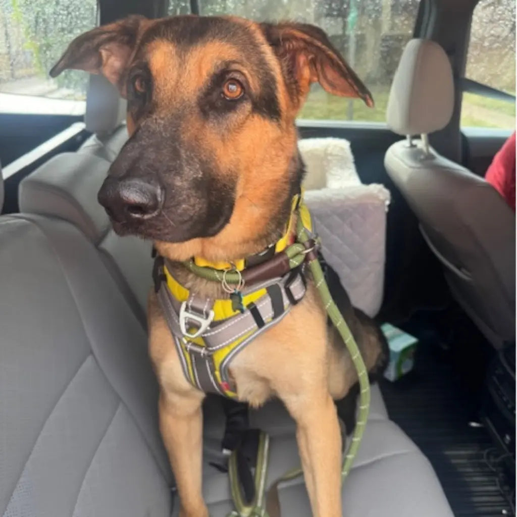 The Gift of Giving Back: How Dog Lovers Can Support Rescue Groups Year-Round