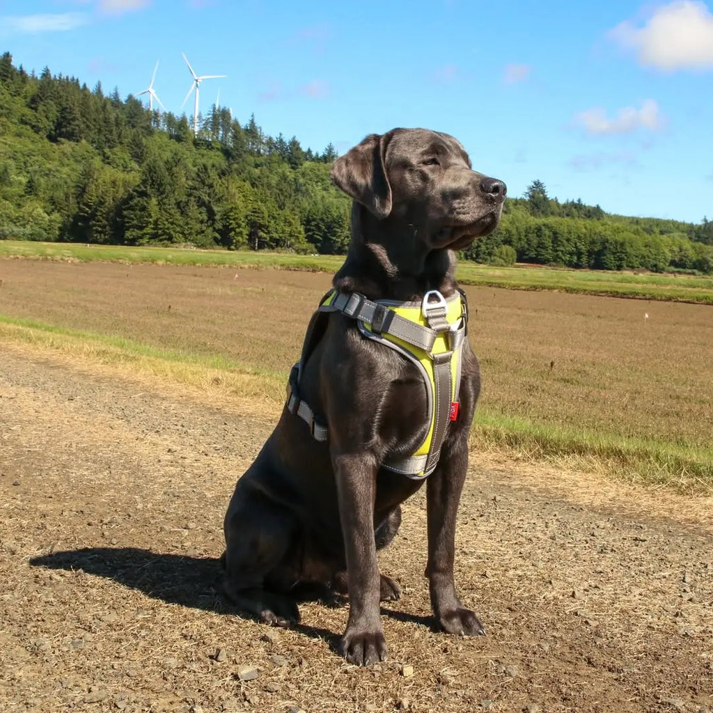 Step-by-Step: Introducing Your Pup to a No-Pull Harness