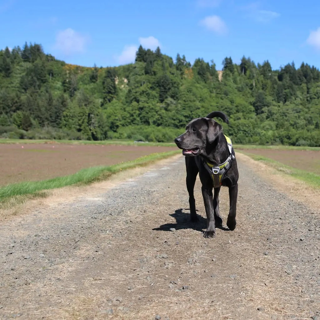 Building Bond Through Walks: Beyond Just Getting Exercise