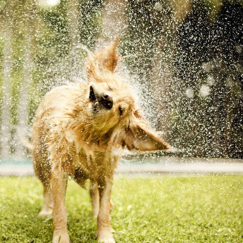Why Dogs Get the Zoomies After Baths: The Science Behind Wet-Dog Madness