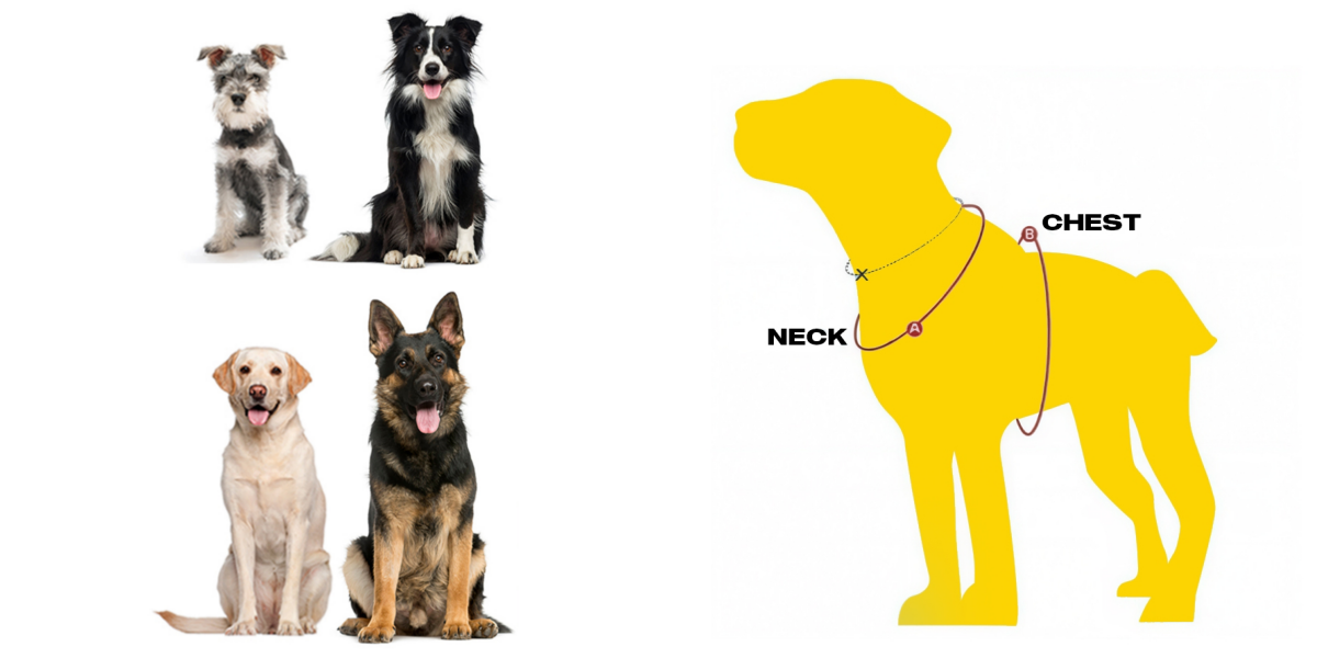 Pet Image