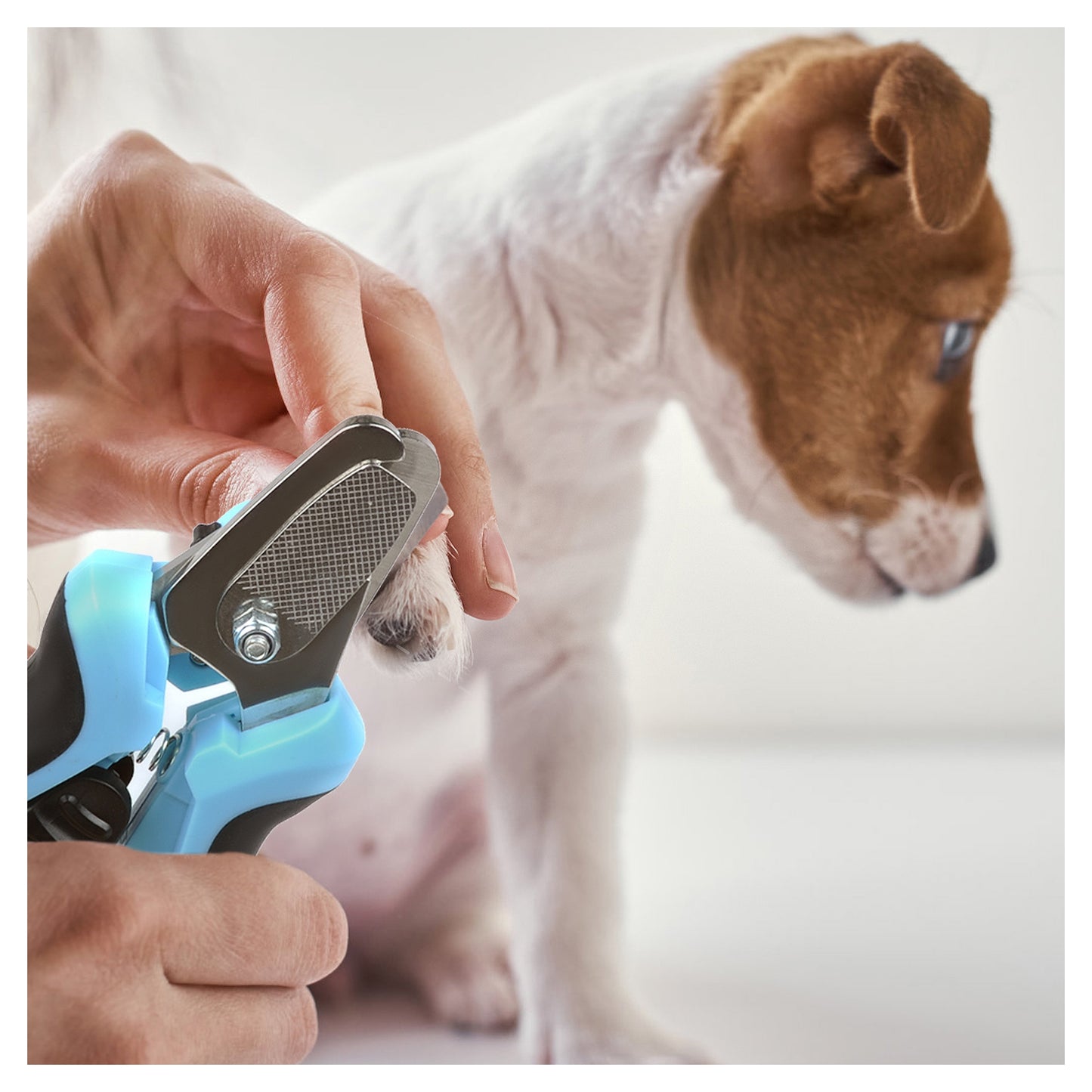 FIDA Dog Nail Clippers with LED Light