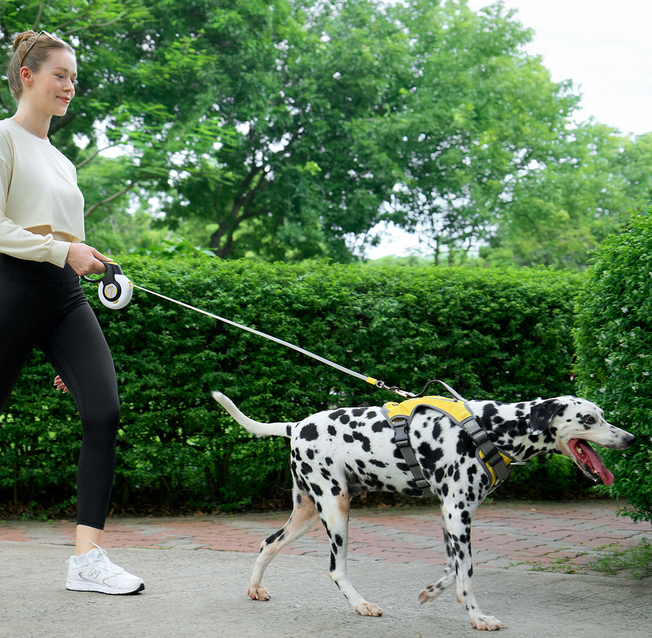 AutoBrake Leash
