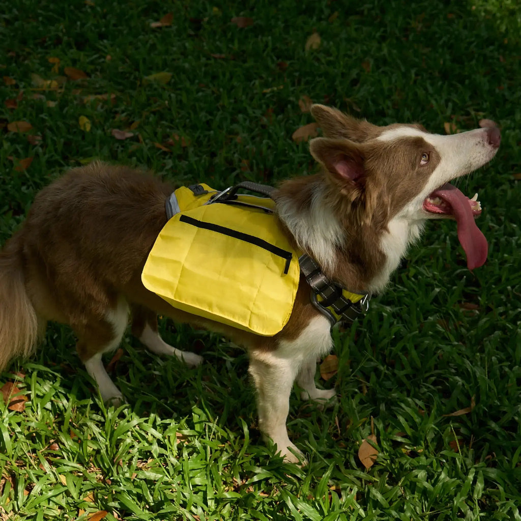 FIDA No Pull Harness FIDA