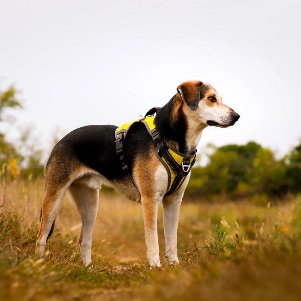 FIDA No Pull Harness FIDA