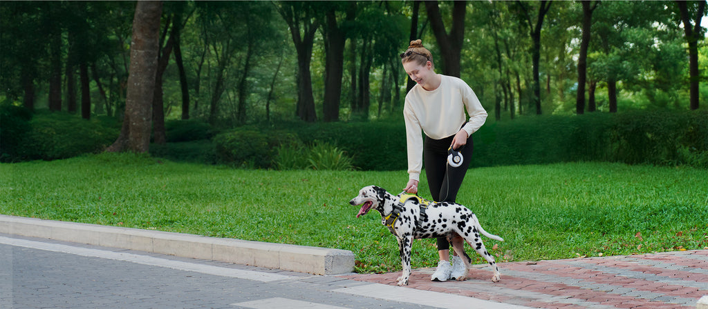 Image of High-quality dog collars for large breeds