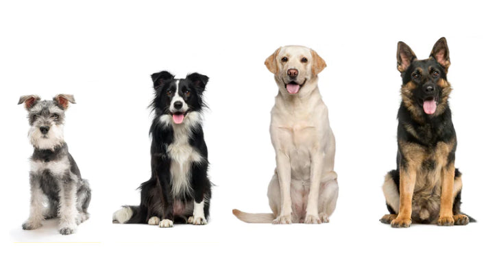 Pet Image