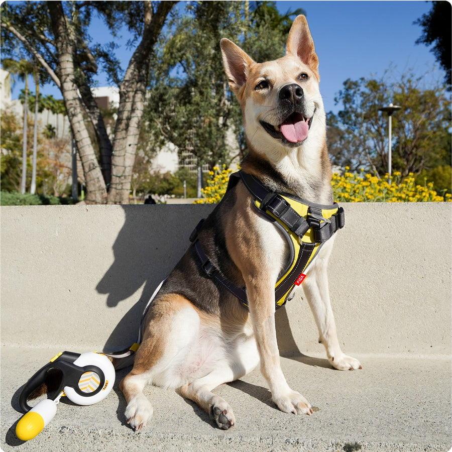 Because Every Walk Should Feel Safe and Controlled
