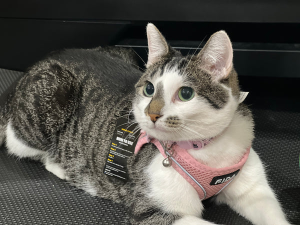 Perfect for Tiny Pets